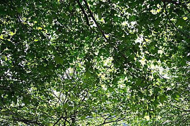 在《卧龙：苍天陨落》发售之前 官方没有计划发布新体验版